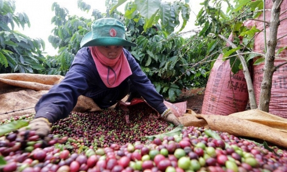 Nhu cầu tiêu thụ cà phê hòa tan ở Trung Quốc tăng cao, cơ hội cho cà phê Việt Nam?