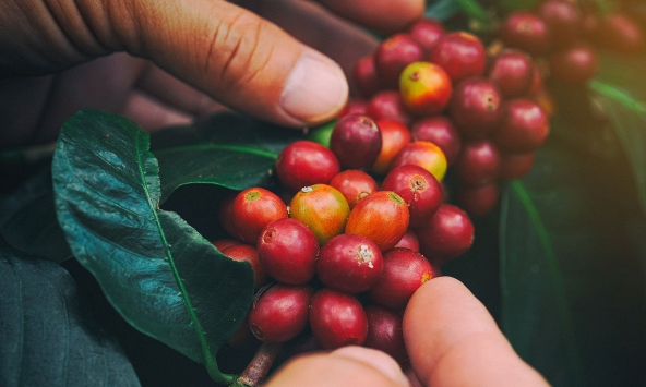 Thị trường cà phê diễn biến khó lường