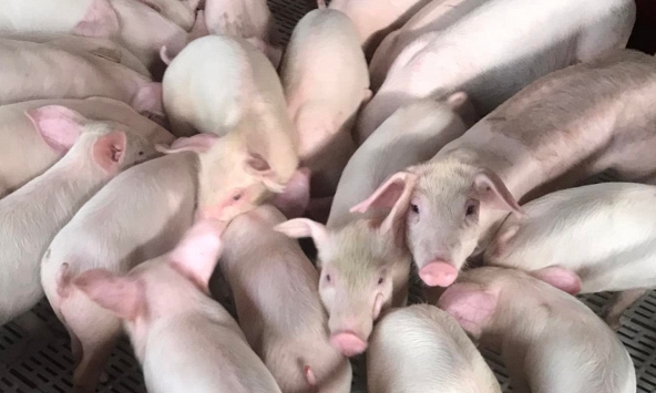 Giá heo hơi hôm nay 5/8: Miền Bắc lên 70.000 đồng/kg