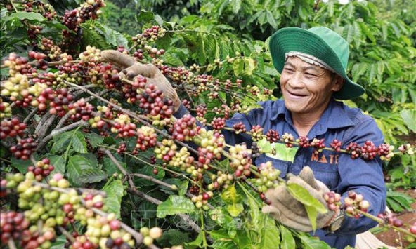 Thị trường nông sản ghi nhận tín hiệu phục hồi từ giá tiêu, cà phê 