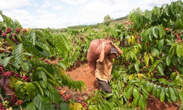 Tiêu xuất khẩu Việt Nam vẫn áp đảo thị trường toàn cầu