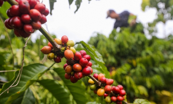 Giá một số loại nông sản tăng nhẹ