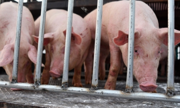 Giá heo hơi hôm nay 9/8: Không ghi nhận biến động