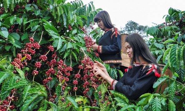 Thị trường tiêu vẫn chưa thoát khỏi khủng hoảng trong nửa đầu năm 2022