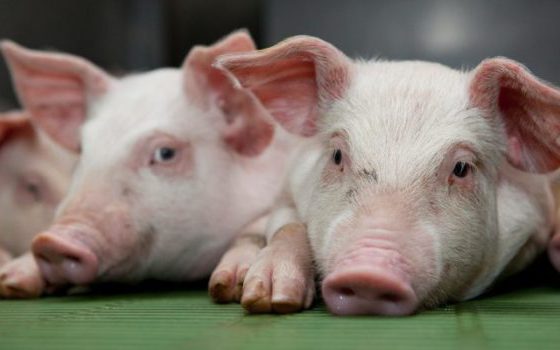 Giá heo hơi hôm nay 10/8: Chuẩn bị đợt tăng mới?