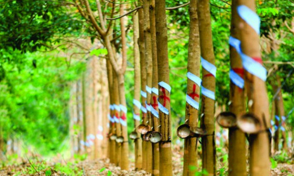 Cổ phiếu khuyến nghị 11/8: GVR, HPG, AST