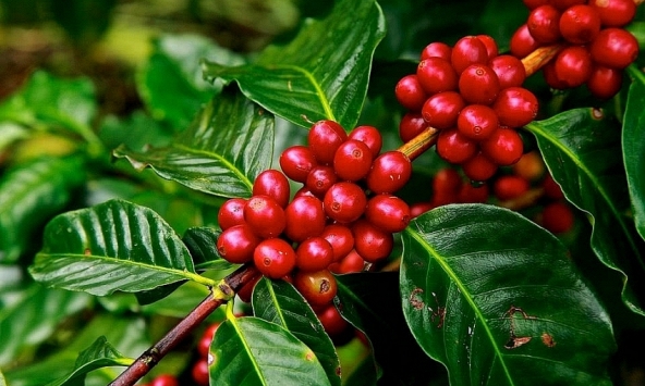 Giá hồ tiêu và cao su đồng loạt giảm