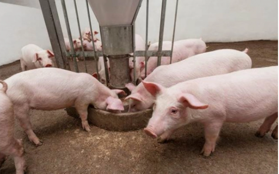 Giá heo hơi hôm nay 11/8: Miền Bắc tiếp tục tăng, lên mức 72.000 đồng/kg
