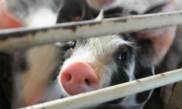 Giá heo hơi hôm nay 12/8: Miền Bắc tiếp tục tăng