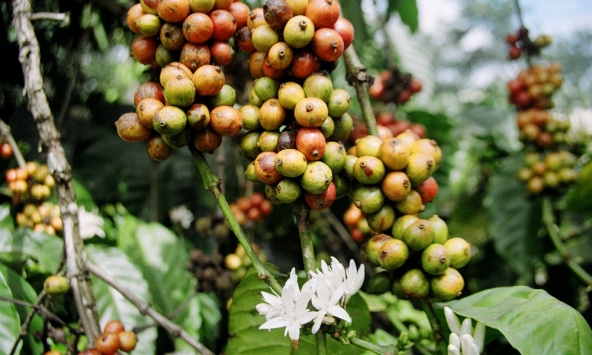 Thị trường nông sản cuối tuần xu hướng giảm