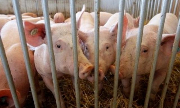Giá heo hơi hôm nay 15/8: Nhiều địa phương giảm nhẹ