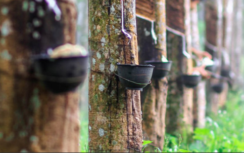 Giá cao su giảm trước lo ngại suy thoái kinh tế thế giới