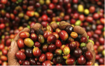 Giá cà phê được dự báo tiếp tục tăng trong thời gian tới