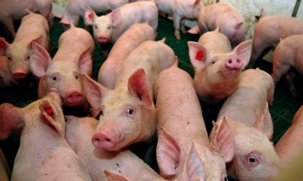 Giá heo hơi hôm nay 17/8: Ba miền tiếp tục đi ngang