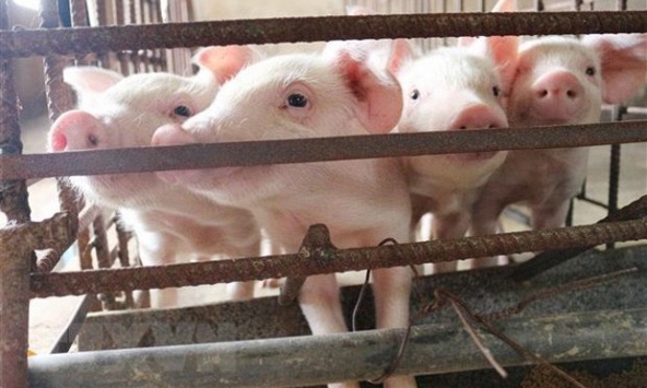 Giá heo hơi hôm nay 18/8: Miền Bắc vẫn cao nhất cả nước