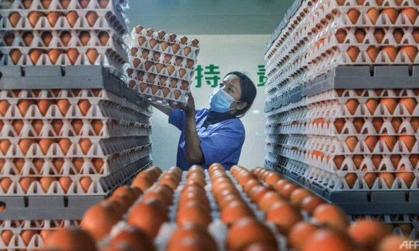 Đợt nắng nóng tại Trung Quốc đẩy giá trứng gà tăng vọt
