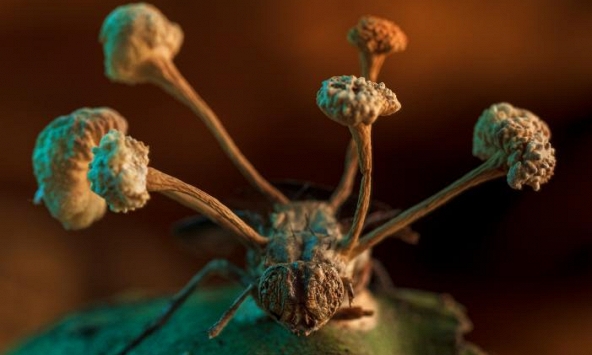 Hình ảnh con ruồi bị nhiễm nấm 'thây ma' giành chiến thắng trong cuộc thi ảnh sinh thái