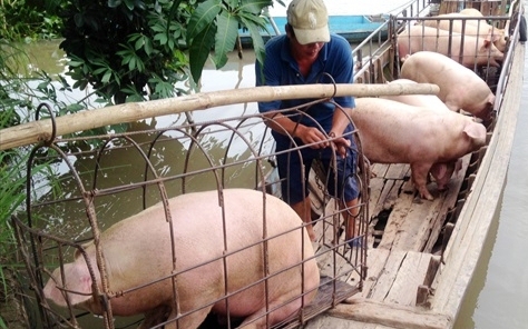 Giá heo hơi hôm nay 19/8: Miền Nam tăng nhẹ