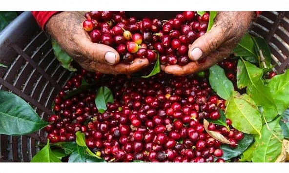 Thị trường nông sản giảm trên diện rộng 