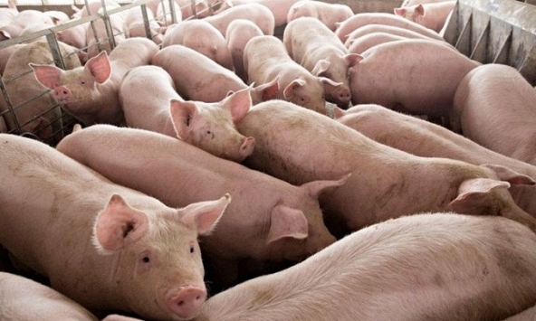 Giá heo hơi hôm nay 20/8: Hai miền đều tăng