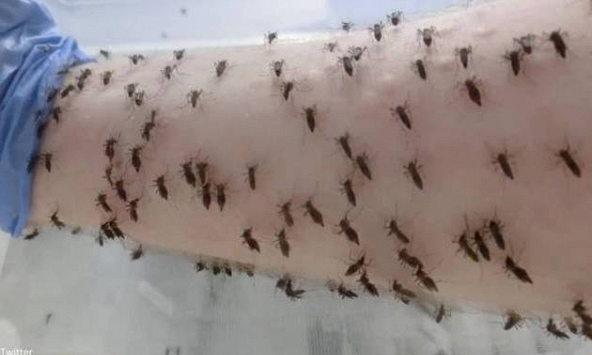 Tại sao muỗi luôn ‘đánh hơi’ được người?