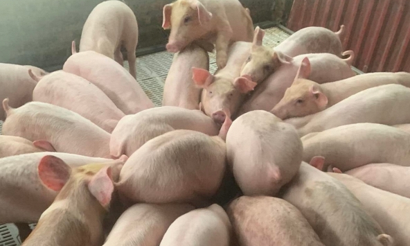 Giá heo hơi hôm nay 23/8: Giá heo miền Tây tăng nhẹ	