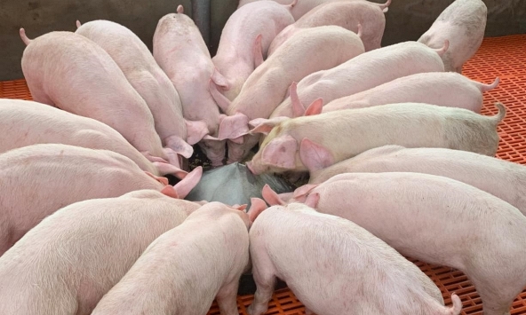 Giá heo hơi hôm nay 22/8: Đà tăng chững lại	
