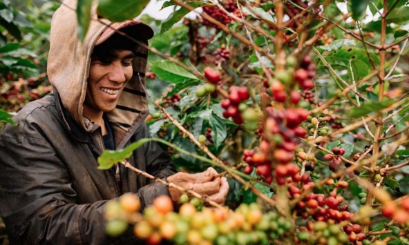 Thị trường nông sản 23/8: Giá cà phê, cao su bật tăng 