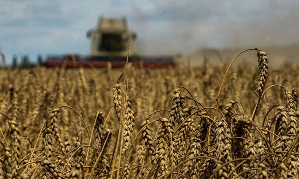 6 tháng xung đột với Nga, xuất khẩu lương thực của Ukraina giảm gần một nửa