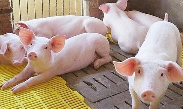 Giá heo hơi hôm nay 24/8: Miền Tây Nam bộ tăng mạnh