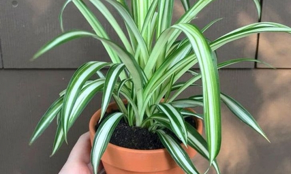 15 loại cây lọc không khí nên có trong nhà khi bị dị ứng