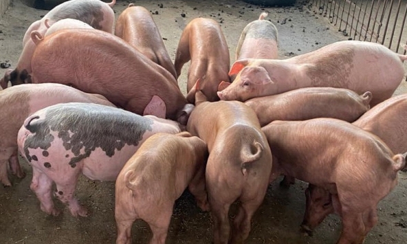 Giá heo hơi hôm nay 25/8: Đi ngang