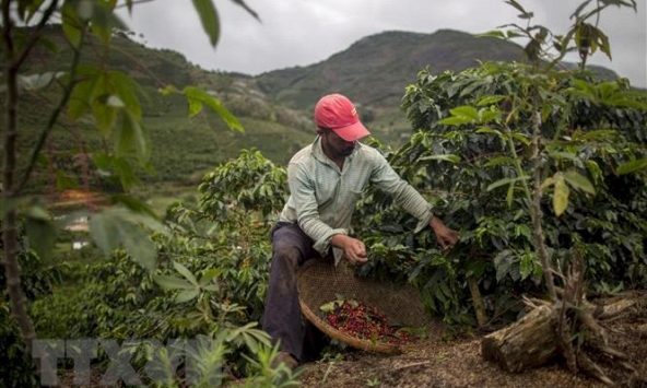 Giá cà phê trong nước tăng đồng loạt tại các địa phương