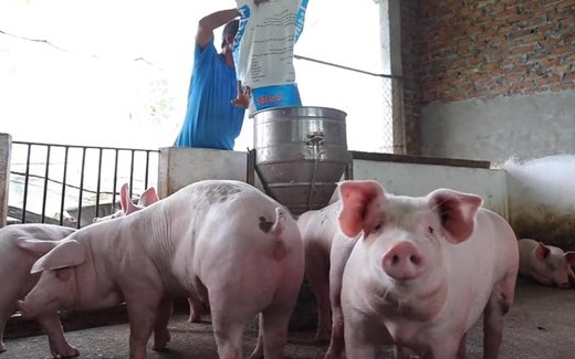 Giá heo hơi hôm nay 27/8: Ba miền ổn định