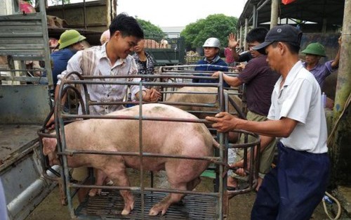 Dự báo giá heo hơi tuần tới: Tăng nhẹ nhờ nhu cầu từ kỳ nghỉ lễ 2/9
