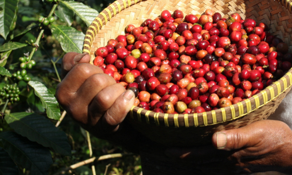 Thị trường nông sản suy giảm trong phiên giao dịch cuối tuần