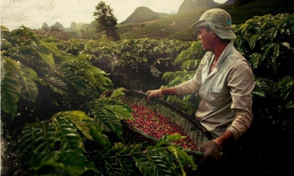 Lo ngại kinh tế toàn cầu ảnh hưởng tiêu cực đến thị trường nông sản