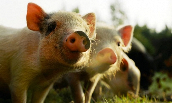 Giá heo hơi hôm nay 29/8: Giảm đồng loạt