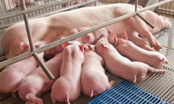 Giá heo hơi hôm nay 30/8: Chưa thể tăng