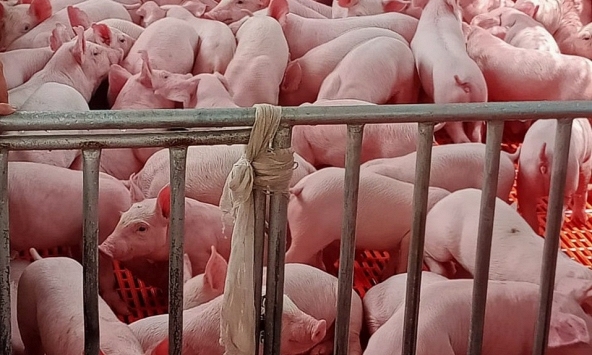 Giá heo hơi hôm nay 31/8: Nhiều địa phương vẫn giảm nhẹ
