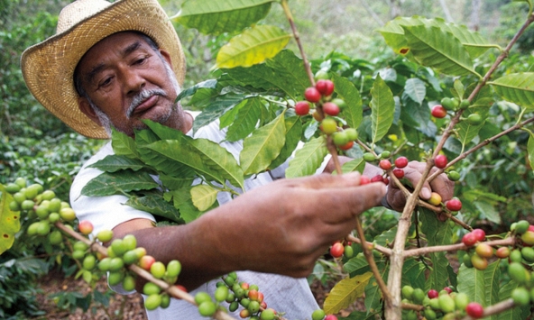 Nguồn cung yếu, giá cà phê được dự báo tăng trong những tháng cuối năm