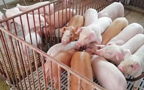 Giá heo hơi hôm nay 2/9: Ba miền duy trì trong khoảng 62.000 – 67.000 đồng/kg