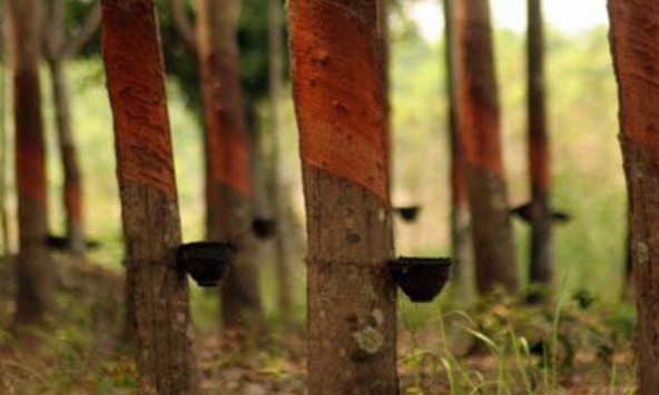 Xuất khẩu cao su 8 tháng đầu năm 2022 vẫn tăng nhẹ