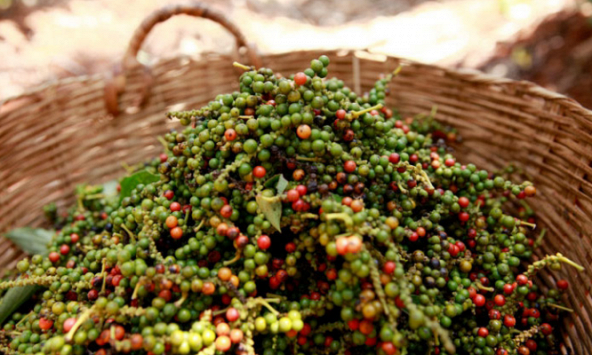 Thị trường tiêu được dự báo không mấy khả quan trong thời gian tới?