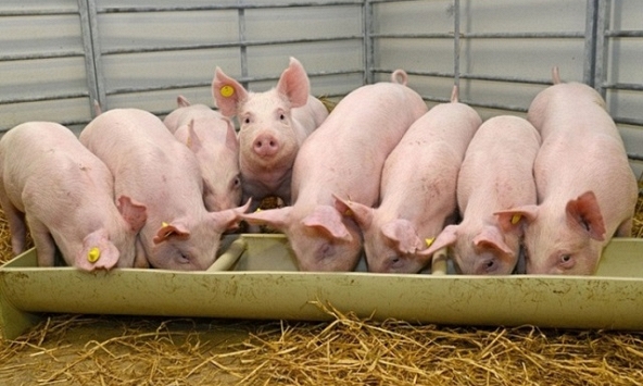 Dự báo giá heo hơi tuần tới: Duy trì quanh mức 65.00 – 70.000 đồng/kg