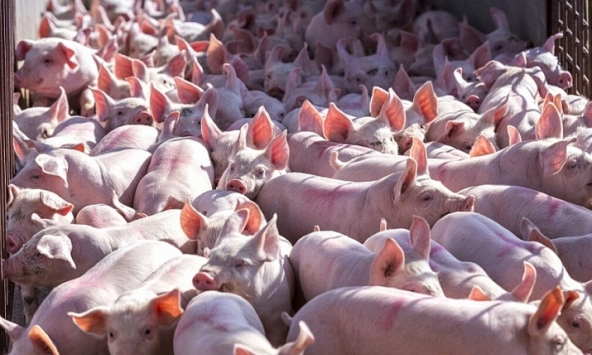 Giá heo hơi hôm nay 5/9: Chờ thị trường khởi sắc