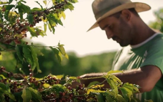 Thị trường nông sản 6/9: Giá tiêu, cà phê đi ngang, cao su giảm