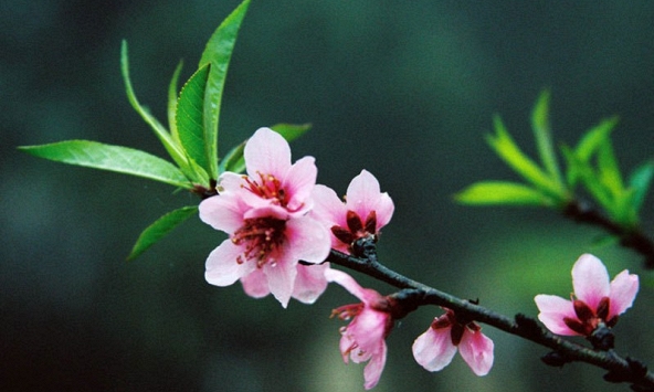 Tết Nguyên đán 2023 được nghỉ mấy ngày?