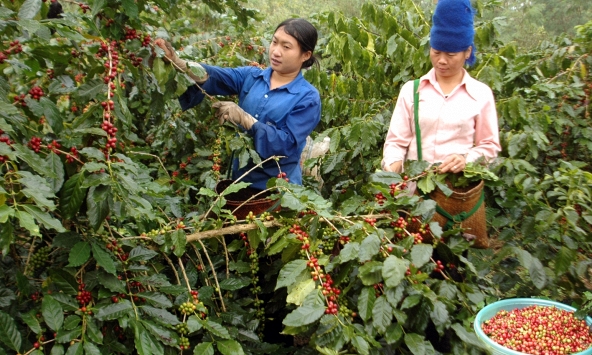 Thị trường nông sản 7/9: Giá cà phê tăng trở lại, hồ tiêu đi ngang