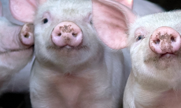 Giá heo hơi hôm nay 8/9: Giảm cục bộ tại miền Bắc